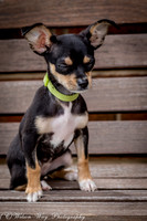 Foster Dandelion-8961