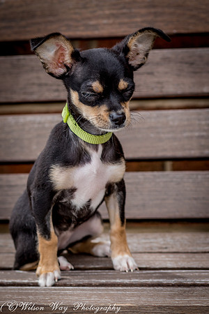 Foster Dandelion-8961