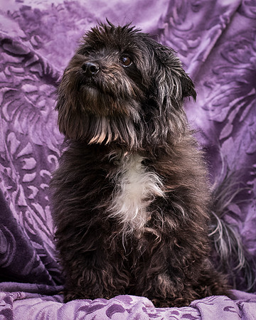 Foster Sammy-8266