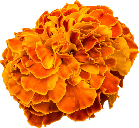 Flower_13