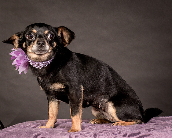 Foster Pansy-9241