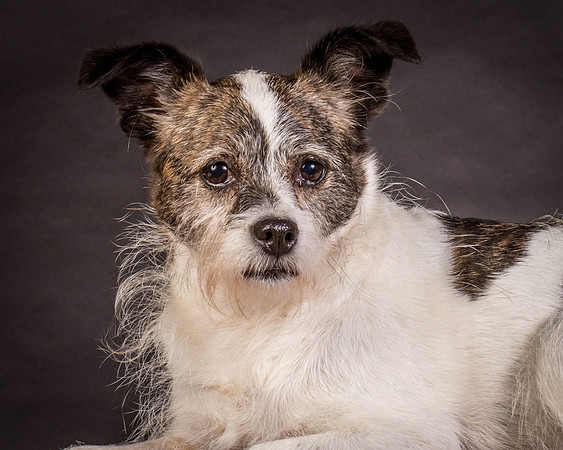 Foster Sinclair-9773