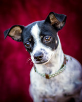 Foster Haylie-4011