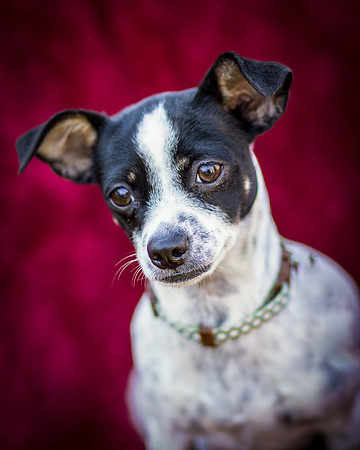 Foster Haylie-4011