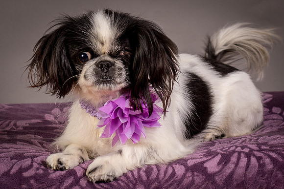 Foster Gypsy Rose-8032
