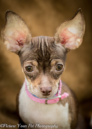Foster Joanie-3755