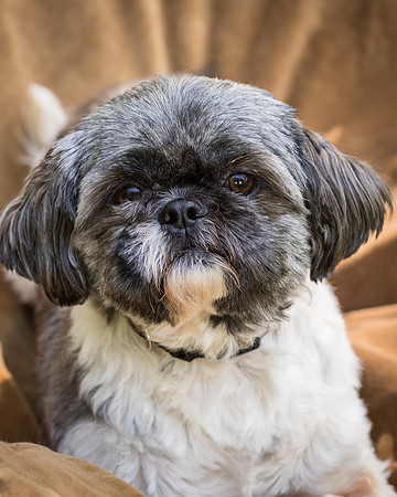 Foster Misha-8399