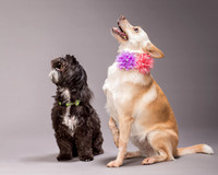 Maggie and Henry-7137
