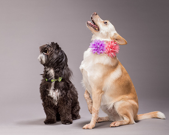 Maggie and Henry-7137