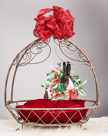 Foster Rabbit Penelope-4765