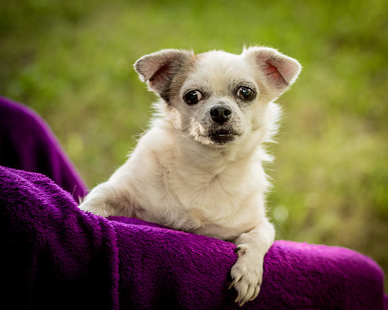 Foster Petey-0164