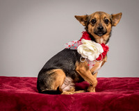 Foster Mavis-4048