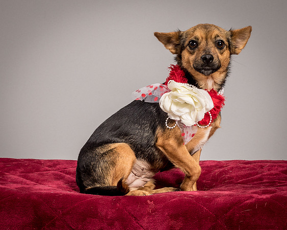 Foster Mavis-4048