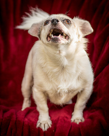 Foster Petey-9399