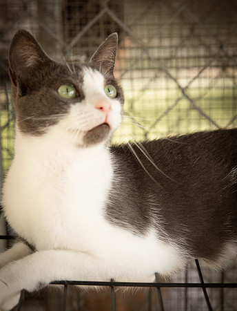 Darlington  Cats-9511