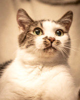 Darlington  Cats-8190
