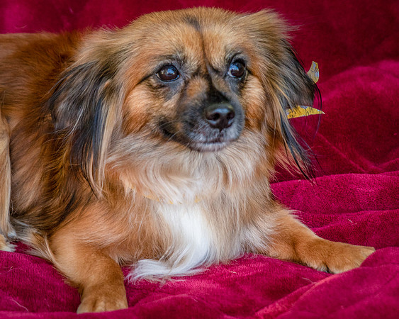 Foster Petunia-9376