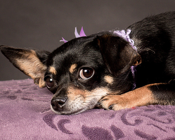 Foster Pansy-9344