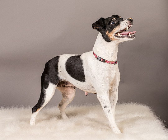 Foster Pollyanna-3887