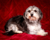 Foster Alex-6166