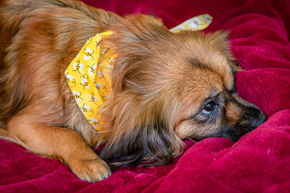 Foster Petunia-9390