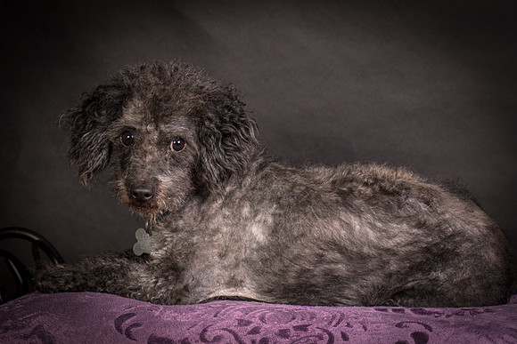 Foster Mokey-1511