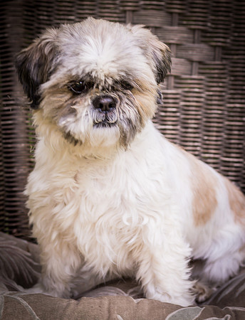 Foster Queenie-8326