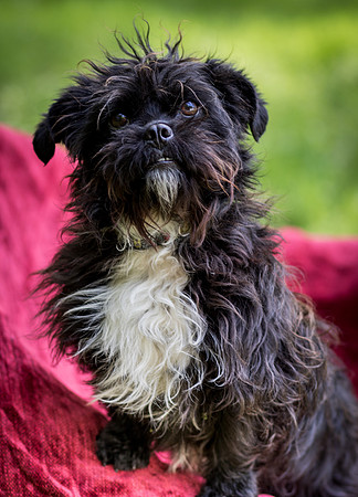 Foster Lady Elaine-8553