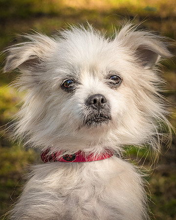 Foster Loni-9263