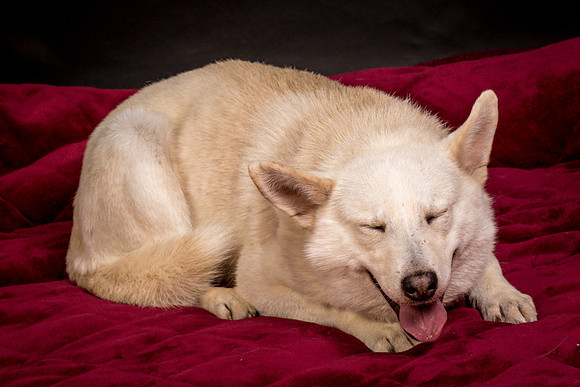 Foster Apache-0572