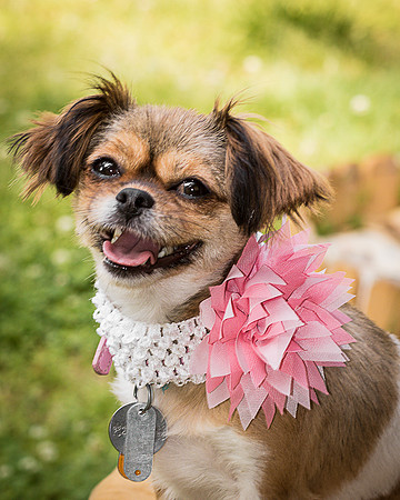 Foster Missy-0627