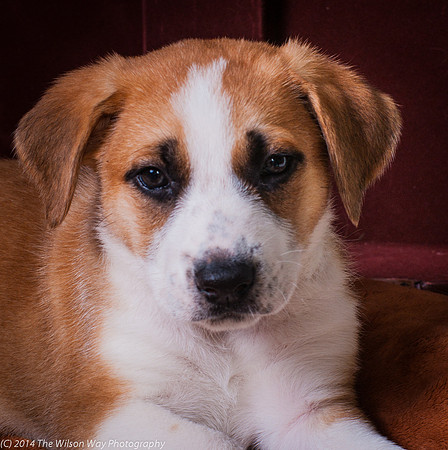 Oshie-9393