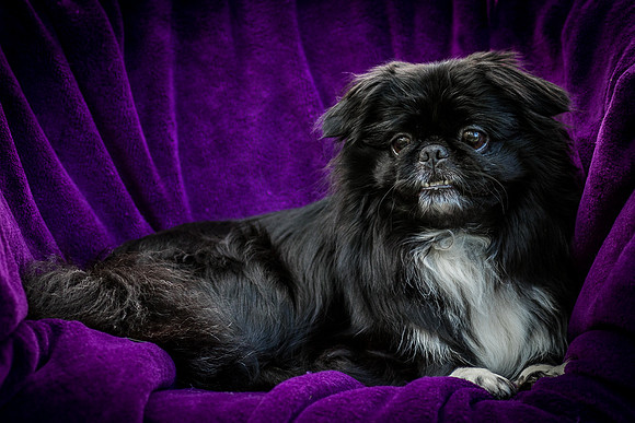 Foster Prince-0993