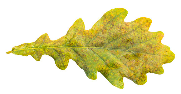 Leaf_25
