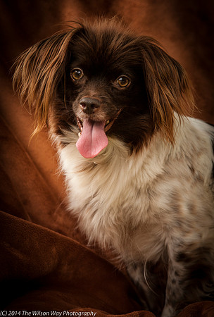 Foster Cerise-2305
