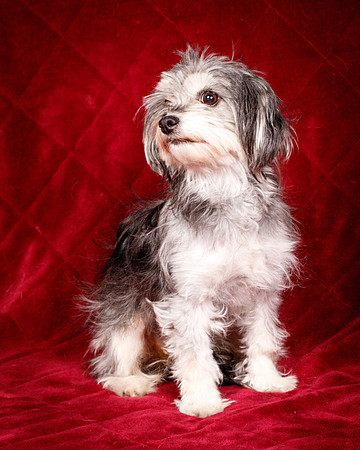 Foster Alex-6290