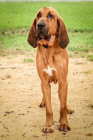 Roscoe-0437