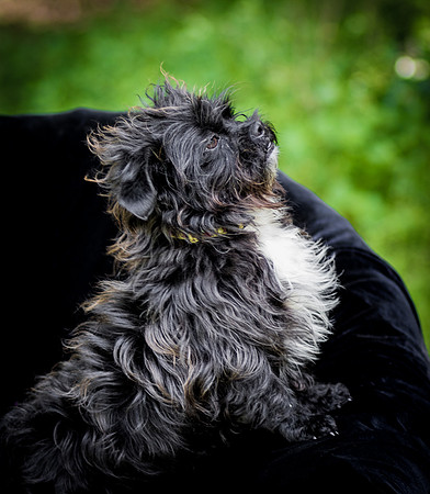 Foster Lady Elaine-8520