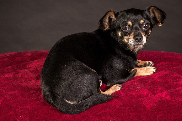 Foster Pansy-9522