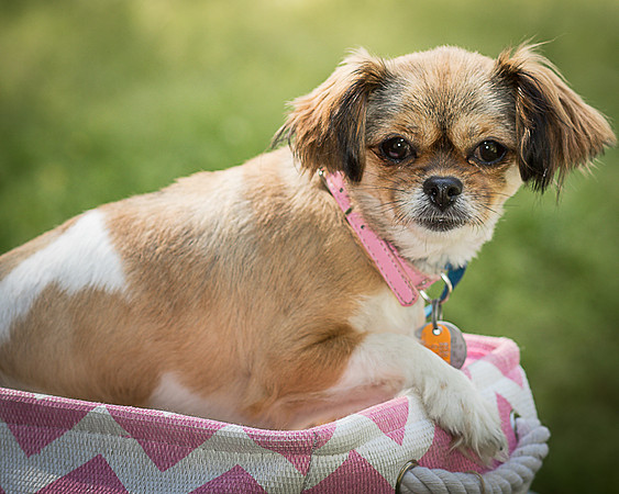 Foster Missy-0422