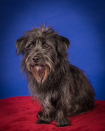 Foster Phoenix-7057