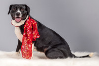 Foster Geisha-4139
