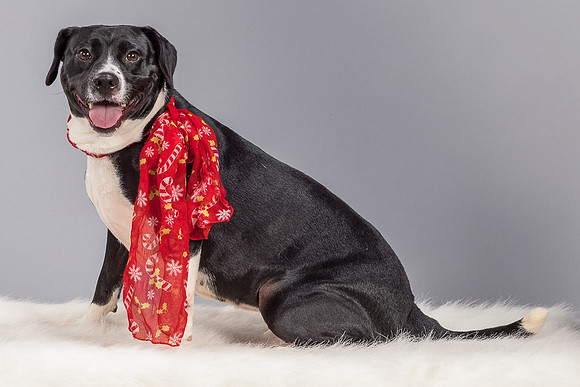 Foster Geisha-4139