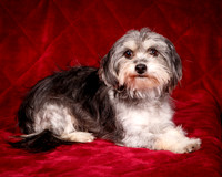 Foster Alex-6165