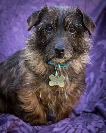 Foster Inky-4219