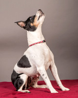 Foster Pollyanna-3825