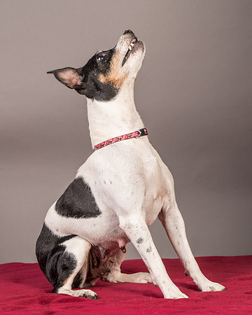 Foster Pollyanna-3825