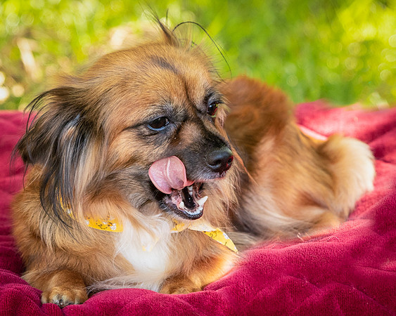 Foster Petunia-9295