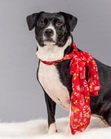 Foster Geisha-4142