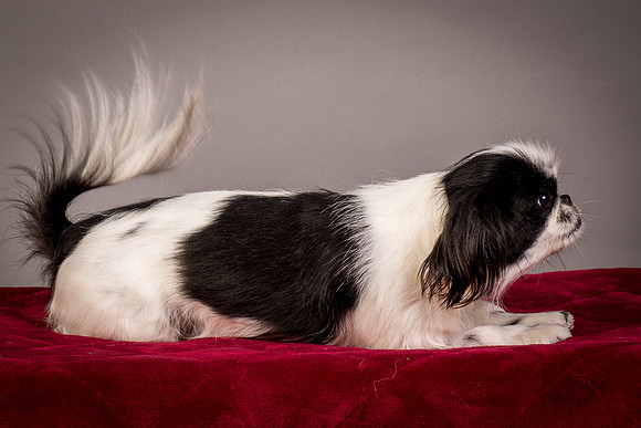 Foster Gypsy Rose-7831